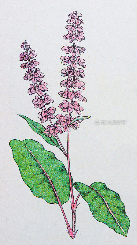 古董植物学插图:卷曲的码头，Rumex crispus